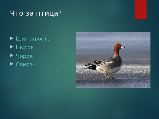 Что за птица?