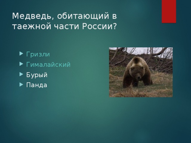 Медведь, обитающий в таежной части России?