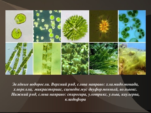 Зелёные водоросли. Верхний ряд, слева направо: хламидомонада, хлорелла, микрастериас, сценедесмус двуформенный, вольвокс. Нижний ряд, слева направо: спирогира, улотрикс, ульва, каулерпа, кладофора 7