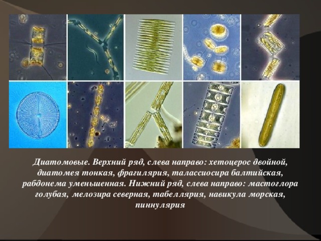 Диатомовые. Верхний ряд, слева направо: хетоцерос двойной, диатомея тонкая, фрагилярия, талассиосира балтийская, рабдонема уменьшенная. Нижний ряд, слева направо: мастоглора голубая, мелозира северная, табеллярия, навикула морская, пиннулярия 7