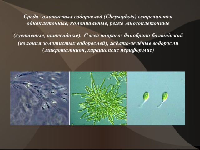 Среди золотистых водорослей (Chrysophyta) встречаются одноклеточные, колониальные, реже многоклеточные (кустистые, нитевидные).  Слева направо: динобрион балтийский (колония золотистых водорослей), жёлто-зелёные водоросли (микротамнион, харациопсис периформис) 7