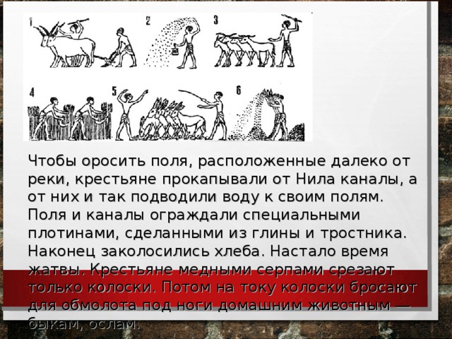 Чтобы оросить поля, расположенные далеко от реки, крестьяне прокапывали от Нила каналы, а от них и так подводили воду к своим полям. Поля и каналы ограждали специальными плотинами, сделанными из глины и тростника. Наконец заколосились хлеба. Настало время жатвы. Крестьяне медными серпами срезают только колоски. Потом на току колоски бросают для обмолота под ноги домашним животным — быкам, ослам.