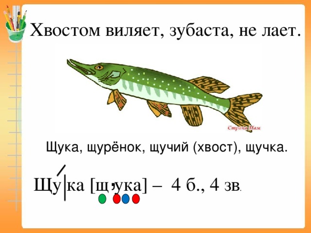 Хвостом виляет, зубаста, не лает.  Щука, щурёнок, щучий (хвост), щучка. , Щу ка [щ ука] – 4 б., 4 зв .