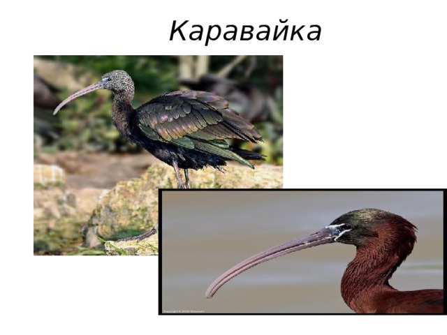 Каравайка