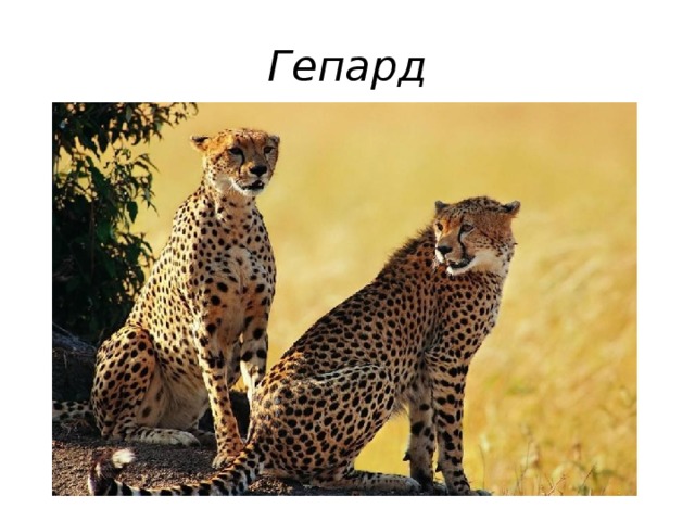 Гепард