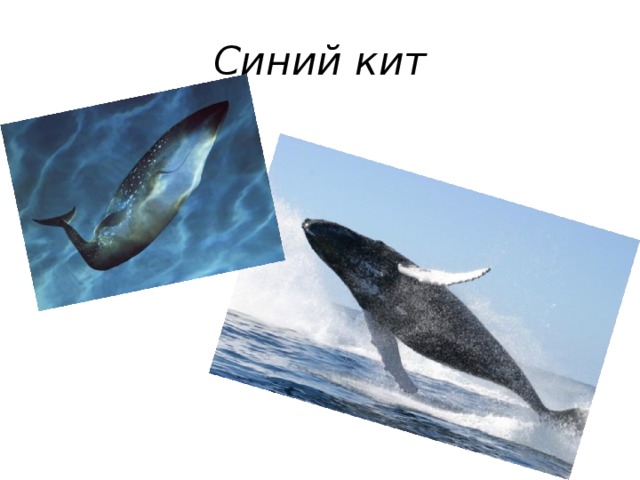 Синий кит