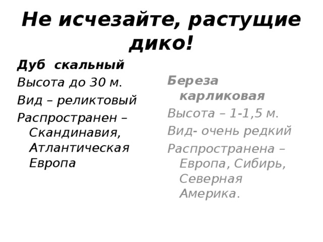 Не исчезайте, растущие дико! Дуб скальный Высота до 30 м. Вид – реликтовый Распространен – Скандинавия, Атлантическая Европа Береза карликовая Высота – 1-1,5 м. Вид- очень редкий Распространена –Европа, Сибирь, Северная Америка.