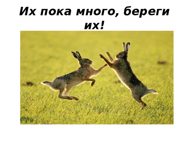 Их пока много, береги их!