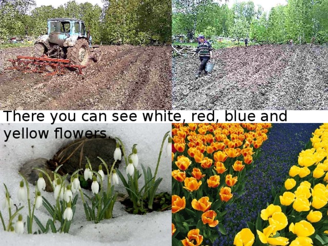 There you can see white, red, blue and yellow flowers.