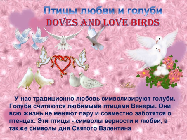 У нас традиционно любовь символизируют голуби. Голуби считаются любимыми птицами Венеры. Они всю жизнь не меняют пару и совместно заботятся о птенцах. Эти птицы - символы верности и любви, а также символы дня Святого Валентина