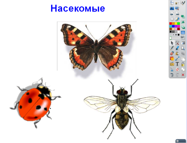 1 класс мир насекомых