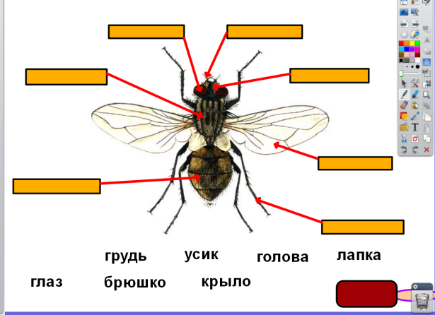 Насекомые презентация 1 класс окружающий мир