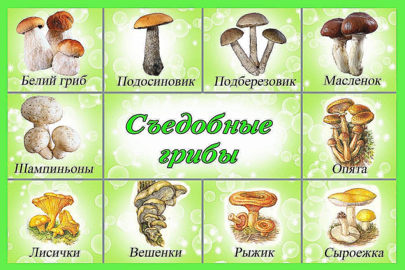 Какие есть грибы несъедобные