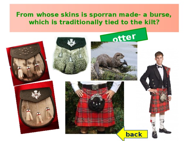 otter From whose skins is sporran made- a burse, which is traditionally tied to the kilt? back