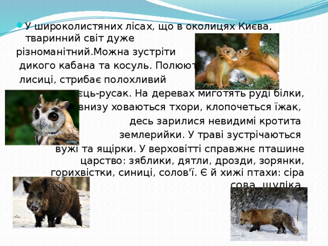 У широколистяних лісах, що в околицях Києва, тваринний світ дуже