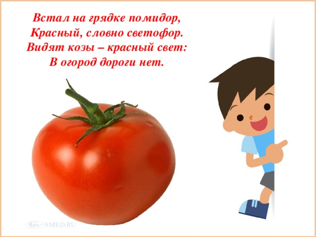 Встал на грядке помидор,  Красный, словно светофор.  Видят козы – красный свет:  В огород дороги нет.