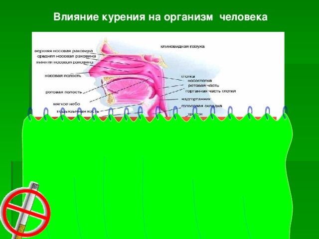 Влияние курения на организм человека Легкие здорового человека Легкие курящего человека