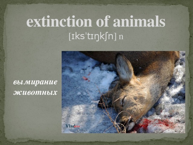 extinction of animals  [ ɪksˈtɪŋkʃn ] n вымирание животных