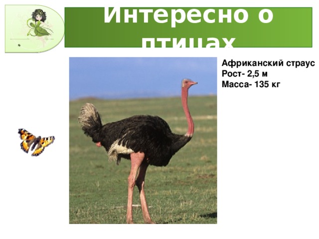 Интересно о птицах Африканский страус Рост- 2,5 м Масса- 135 кг