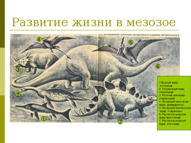 1.Водный ящер-  ихтиозавр 2. Полуводный ящер- плезиозавр 3. Рогатый динозавр- стиракозавр 4. Летающий хвостатый ящер- рамфорингус 5. Летающий бесхвостый  ящер- птеранодон 6. Растительноядный ящер-бронтозавр 7. Растительноядный ящер- стегозавр