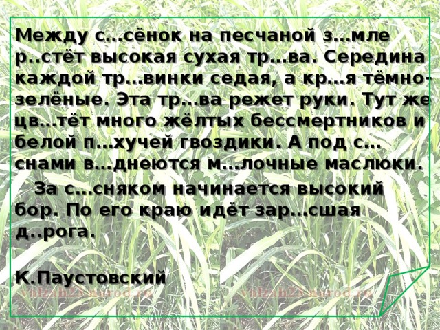 Между с…сёнок на песчаной з…мле р..стёт высокая сухая тр…ва. Середина каждой тр…винки седая, а кр…я тёмно-зелёные. Эта тр…ва режет руки. Тут же цв…тёт много жёлтых бессмертников и белой п…хучей гвоздики. А под с…снами в…днеются м…лочные маслюки.  За с…сняком начинается высокий бор. По его краю идёт зар…сшая д..рога.  К.Паустовский