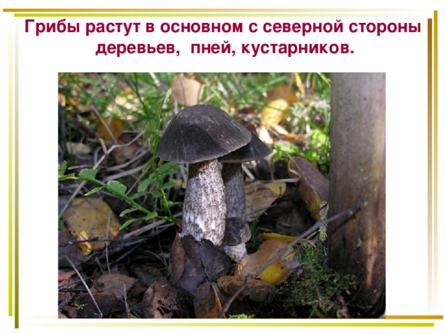 Летом в лесу приятно пахнет грибами составить схему предложения учи ру