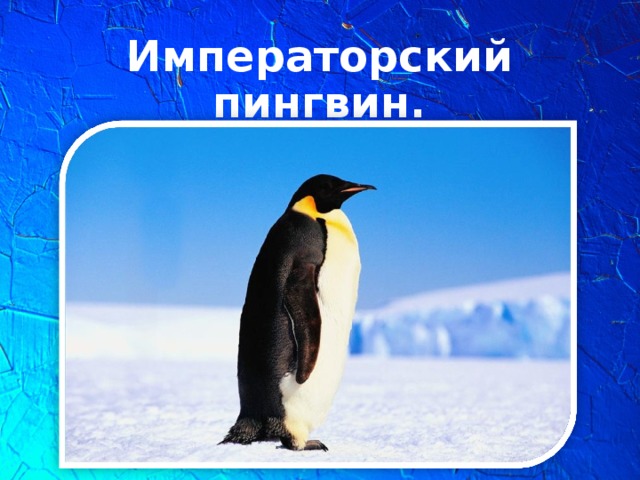 Императорский пингвин.