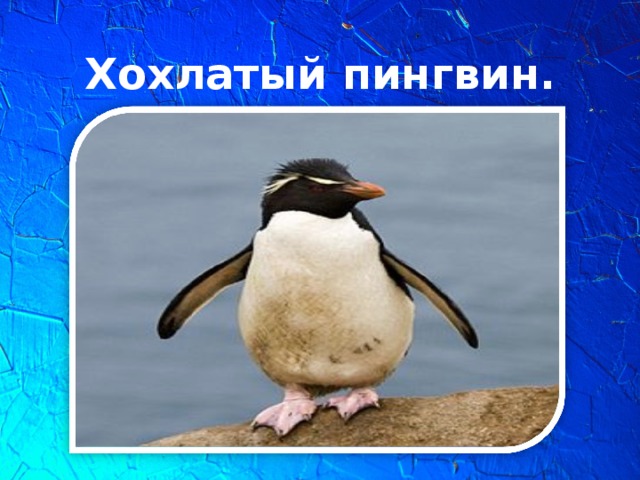 Хохлатый пингвин.