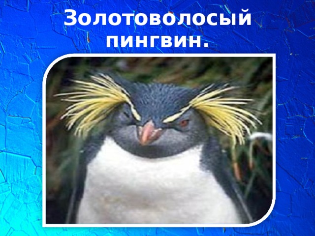 Золотоволосый пингвин.
