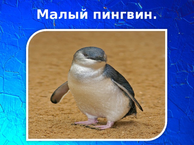 Малый пингвин.