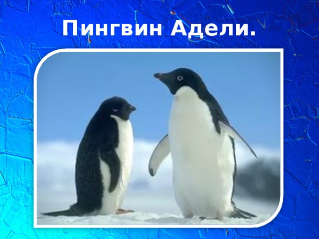 Пингвин Адели.