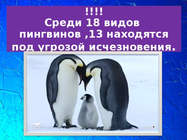 !!!!  Среди 18 видов пингвинов ,13 находятся под угрозой исчезновения .