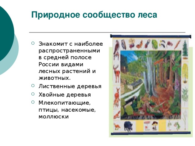 Сообщение о сообществе леса. Природное сообщество лес. Лиса природное сообщество. Природное сообществ сообщество лес. Сообщение о природном сообществе леса.