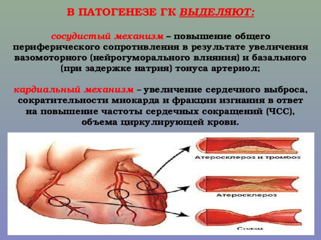 В ПАТОГЕНЕЗЕ ГК ВЫДЕЛЯЮТ:   сосудистый механизм – повышение общего периферического сопротивления в результате увеличения вазомоторного (нейрогуморального влияния) и базального (при задержке натрия) тонуса артериол;   кардиальный механизм – увеличение сердечного выброса, сократительности миокарда и фракции изгнания в ответ на повышение частоты сердечных сокращений (ЧСС), объема циркулирующей крови.