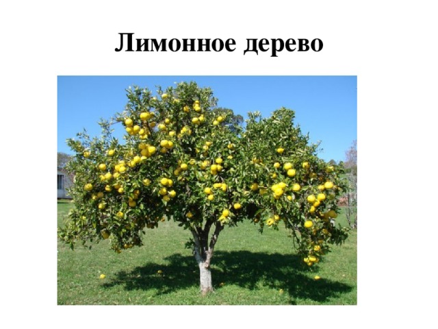 Лимонное дерево