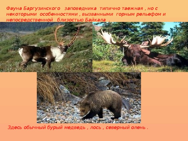 Фауна Баргузинского заповедника типично таежная , но с некоторыми особенностями , вызванными горным рельефом и непосредственной близостью Байкала . Здесь обычный бурый медведь , лось , северный олень .