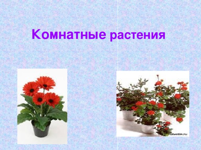 Комнатные растения