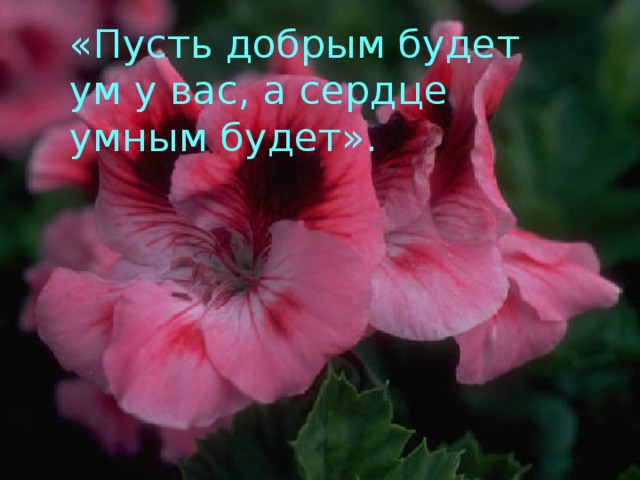 «Пусть добрым будет ум у вас, а сердце умным будет».