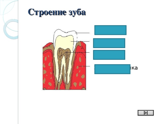 Строение зуба   эмаль дентин пульпа Зубная ячейка