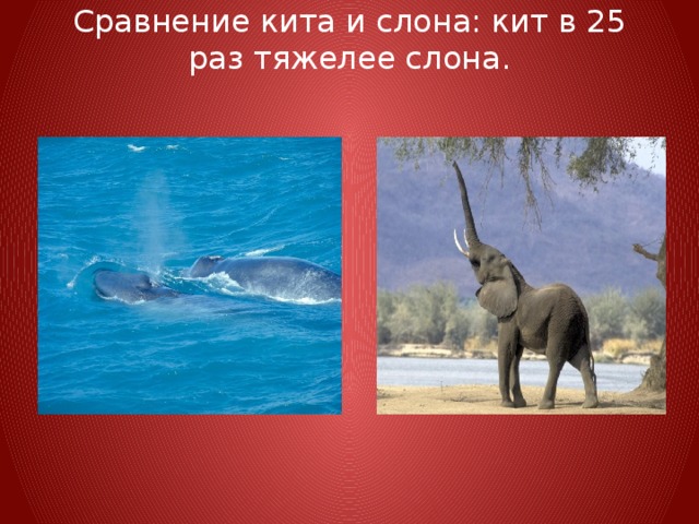 Сравнение кита и слона: кит в 25 раз тяжелее слона.