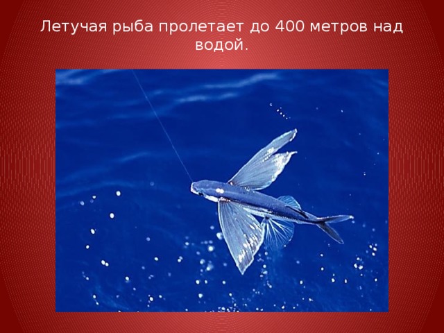Летучая рыба пролетает до 400 метров над водой.