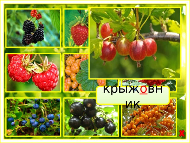 крыж о вник