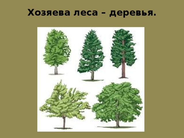 Хозяева леса – деревья.