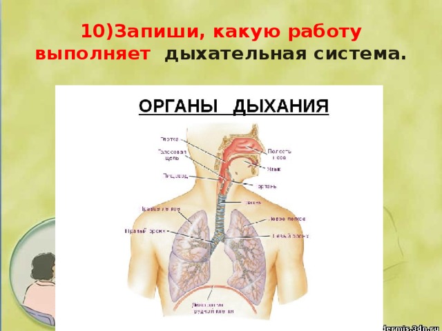 10)Запиши, какую работу выполняет дыхательная система.