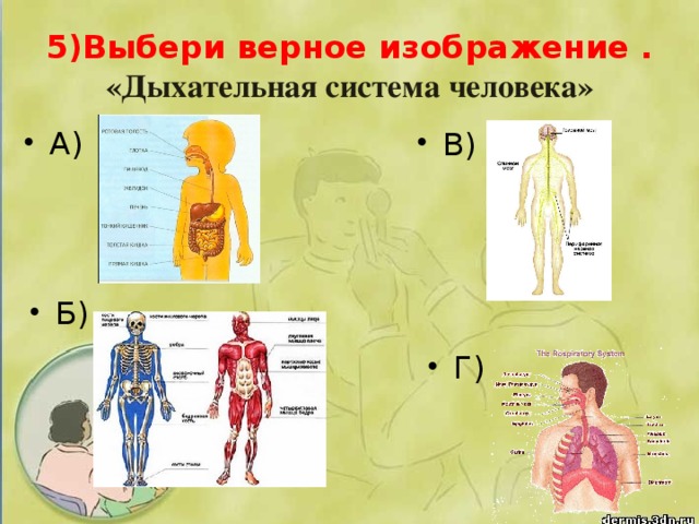 5)Выбери верное изображение .  «Дыхательная система человека»