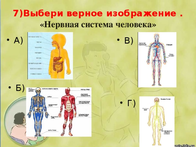 7)Выбери верное изображение .  «Нервная система человека»