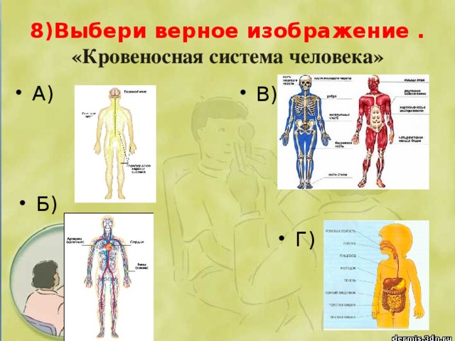 8)Выбери верное изображение .  «Кровеносная система человека»