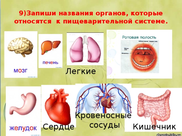 9)Запиши названия органов, которые относятся к пищеварительной системе. Легкие Кровеносные сосуды Кишечник Сердце