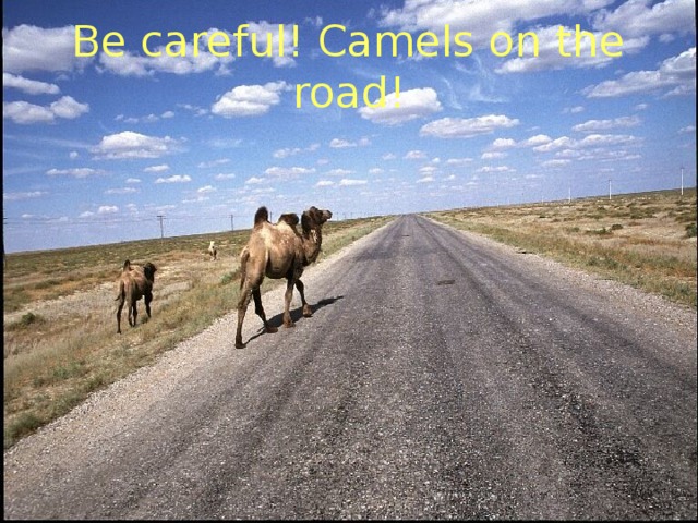 Be careful! Camels on the road!