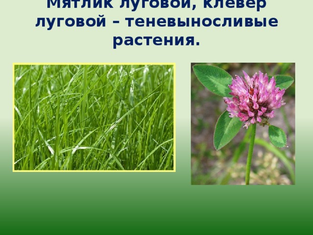 Растения полевые и луговые фото с названиями
